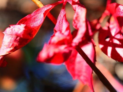 feuille 