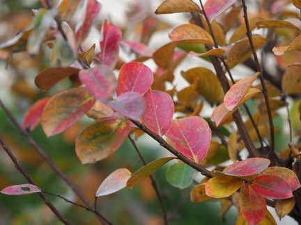 Automne