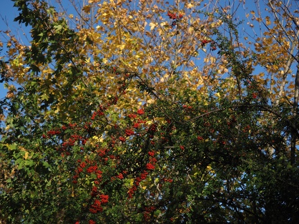 Automne