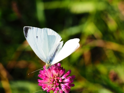 Papillon