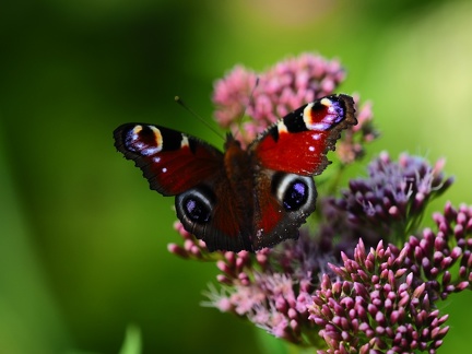 Zimnik - pente de Skrzyczne