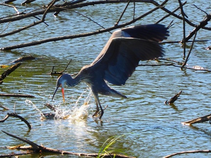 Héron sur le lac de Zywiec Pologne